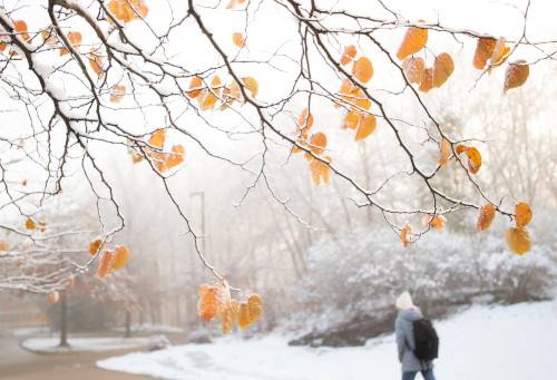 Snow-covered branch with yellow leaves and person walking in the background